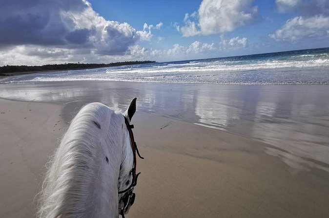 Horse Riding Experience through El Limon Beach - Who should book this ride?