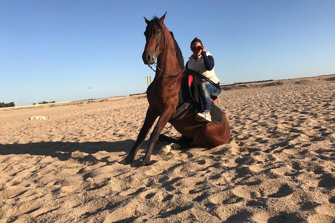 Horse Riding in Amazing Dessert With Transfer - Marsa Alam - What the feedback tells you