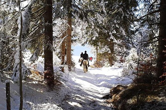 Horse Riding in Bled - Key Points Before You Book