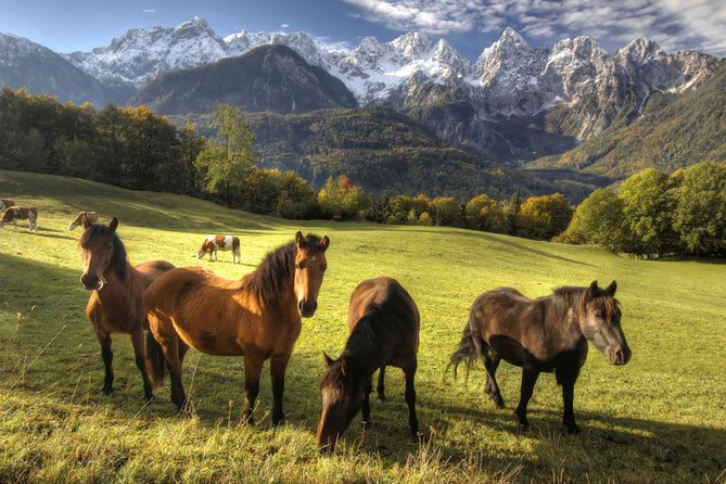 Horse Riding in Bled - Who Will Enjoy This Ride Most?