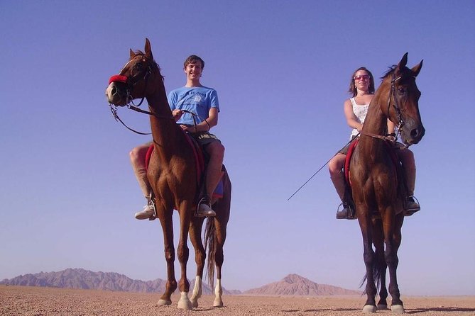 Horse Riding in Dahab - Key Points to Know Before You Ride