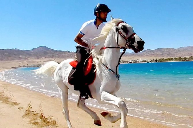 Horse Riding in Dahab - How Much Riding Experience Do You Need?