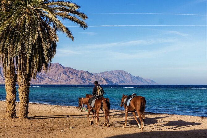 Horse Riding in Dahab - What Makes Blue Laguna Worth the Ride