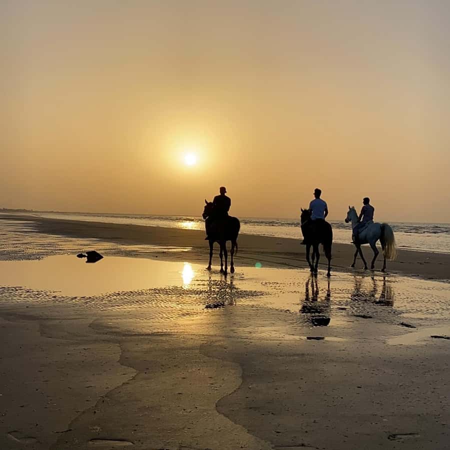 Horse riding in muscat beach - Arabian horses, saddles, and beginner comfort