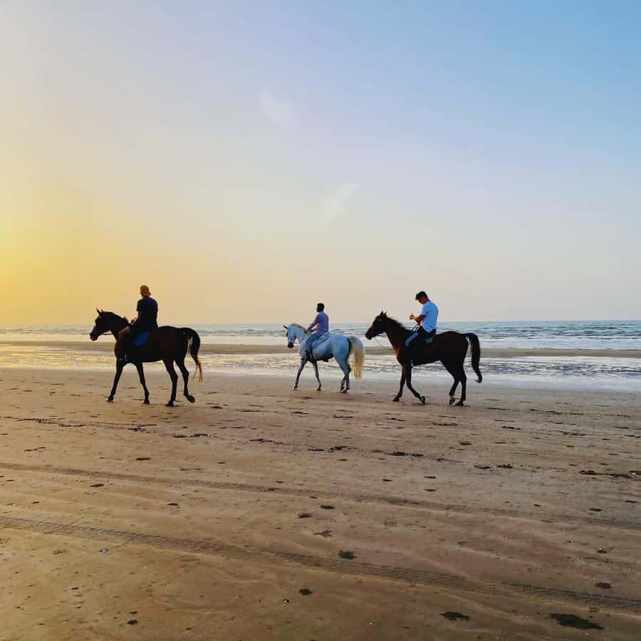 Horse riding in muscat beach - What the one-hour ride is really like
