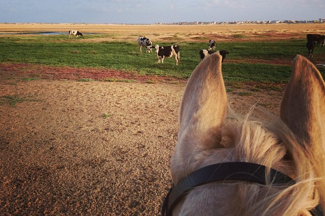 Horse Riding in Sal Island - Cabo Verde - What experienced riders can expect