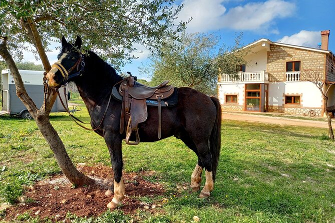Horse riding in the Gargano National Park - Who will enjoy this Gargano ride most