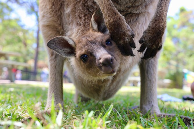 Horse Riding, Koalas & Kangaroos - Wild Australia: Private Tour - Berowra Valley and the Aboriginal carvings