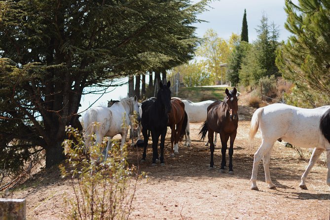 Horse Riding Madrid Natural Park (long Trip) - What the four-and-a-half-hour route feels like