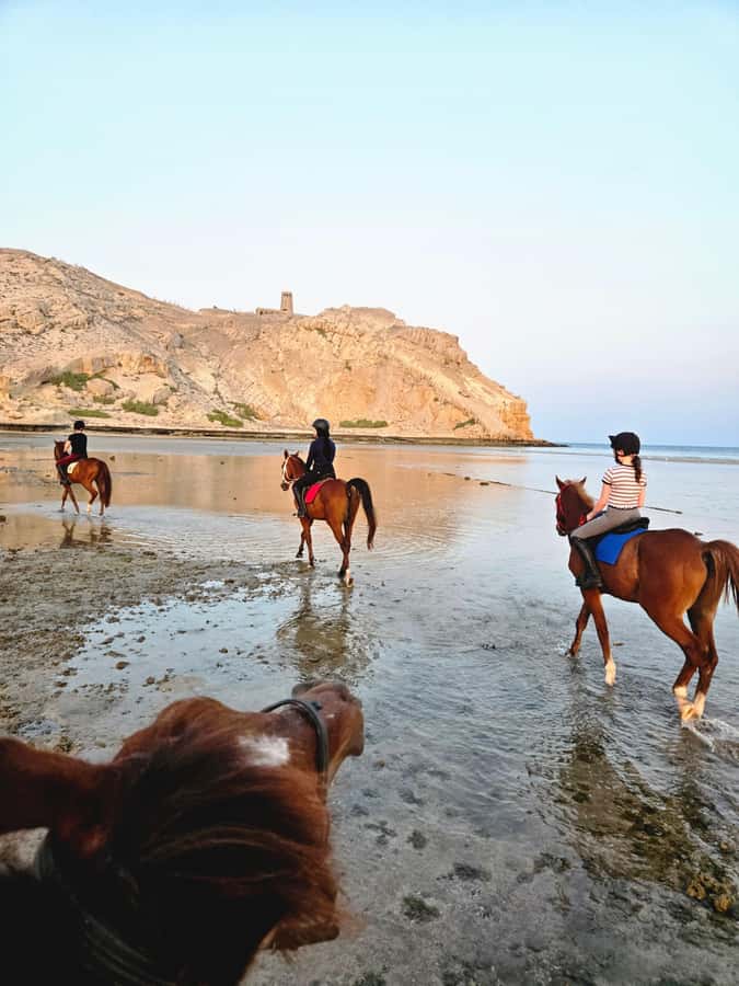 Horse Riding Oman - 2 hour ride - Al Sawadi Beach, close enough for a half-day outing