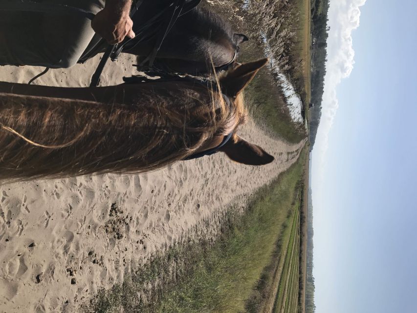 Horse riding on the beach, with private transfer from Lisbon - Communication and riding quality