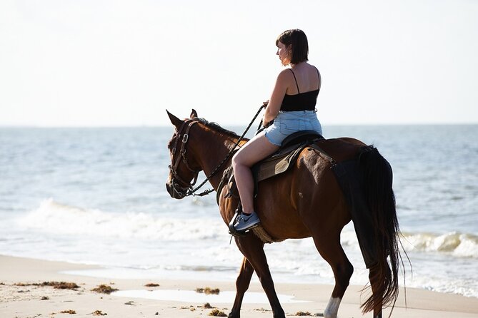 Horse Riding on the beach With Transfer From Sharm El Sheikh - Horses, equipment, and animal care