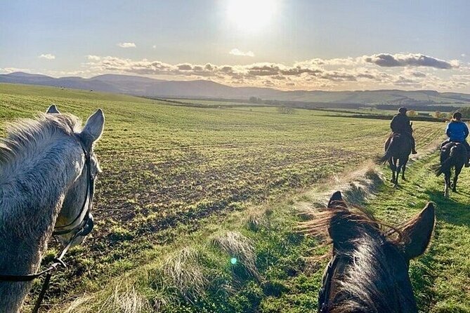 Horse Riding one hour Palmeraie Grove & Transfer - Marrakesh - Should you book the Palmeraie horse ride?