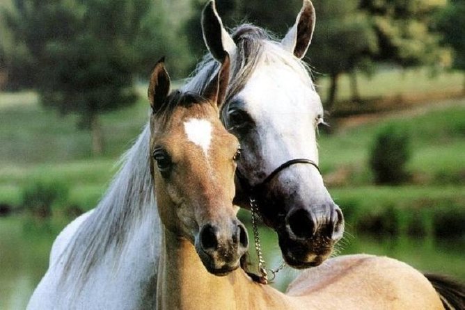 Horse Riding Small Group near Lucca - Key points before you book