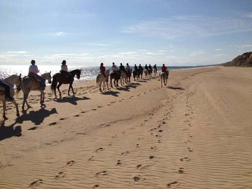 Horse-Riding Tour in Doñana National Park - El Coto pine forests: the first change of scenery