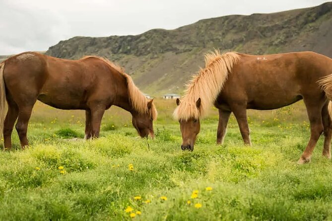 Horse Riding Tour in Reykjadalur (Smoky Valley)-All Riding Levels - Getting ready with Icelandic horses