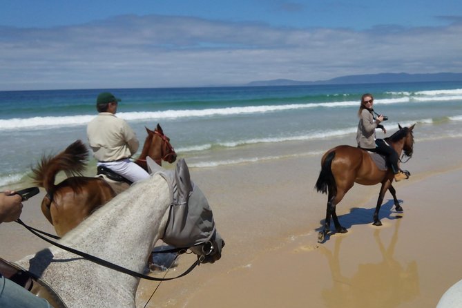 Horse Riding Tour on the Beach Lisbon region - The white sands of Comporta