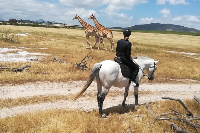 Horse Riding Wildlife Safari - Key points to know before you saddle up