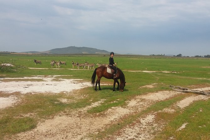 Horse Riding Wildlife Safari - Horses, helmets, and the experience for beginners