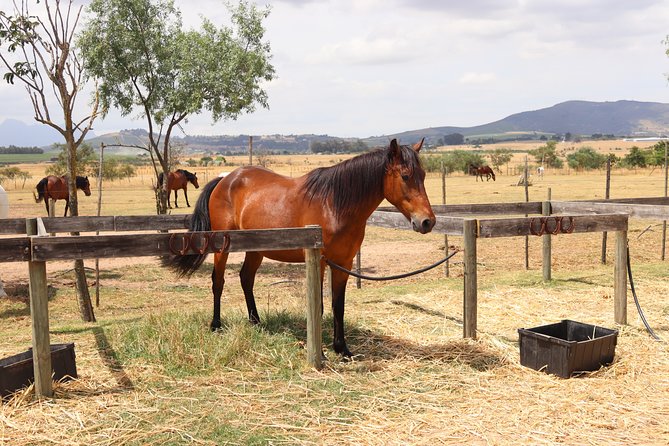 Horse Riding Wildlife Safari - Getting to Koelenhof from Cape Town