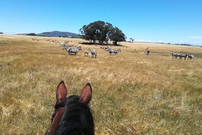 Horse Riding Wildlife Safari - What happens during the 90-minute ride