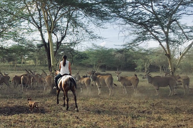Horse safaris in Tanzania - Seeing zebra, wildebeest, and antelope on horseback