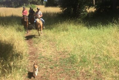 Horse Sanctuary & Trail Ride in Ostia Antica
