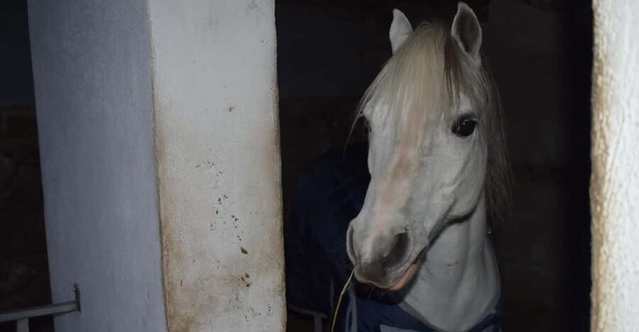 Horseback excursion in the Maddalena woods - Why this short ride is worth considering