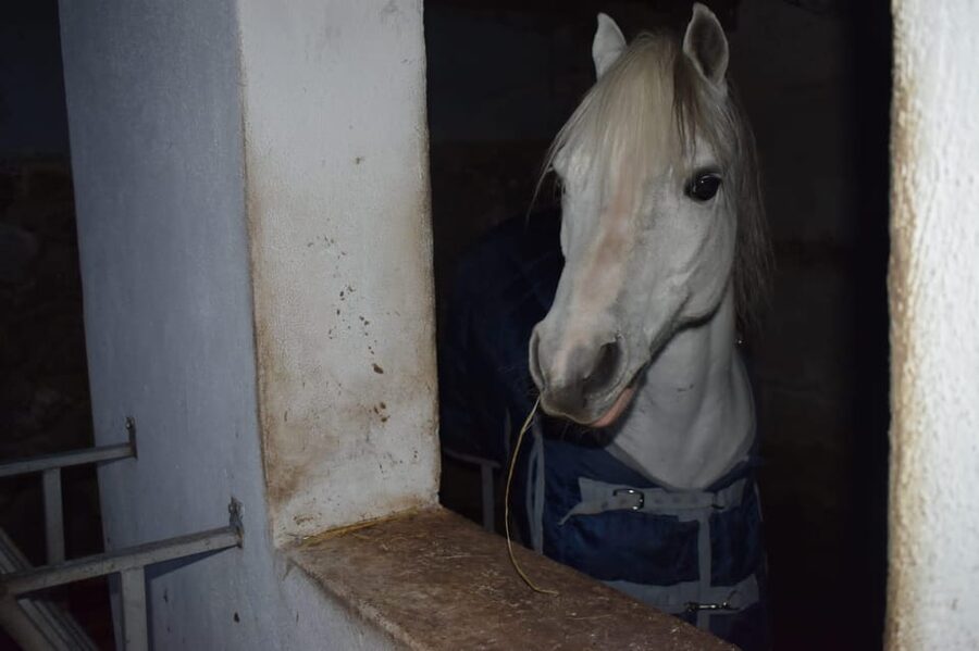 Horseback excursion in the Maddalena woods - Who should book this experience?