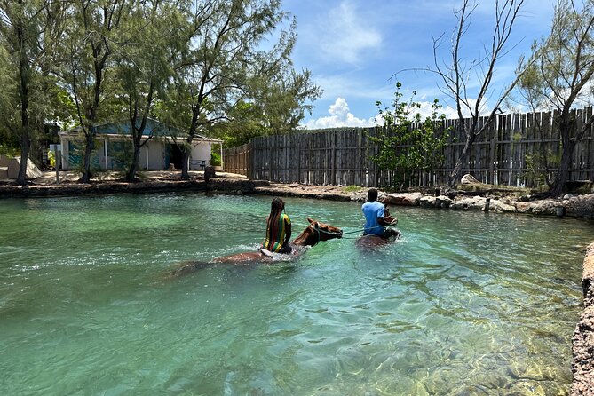 Horseback Ride and Swim Guided Tour from Montego Bay - Transportation from Montego Bay