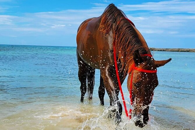 Horseback Ride and Swim Jamaica - Practical details that can affect your day