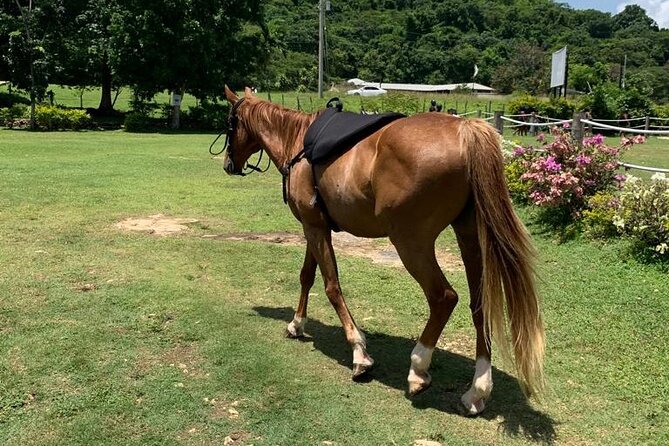 Horseback Ride, ATV and Catamaran Party Cruise from Montego Bay - Quick points to know