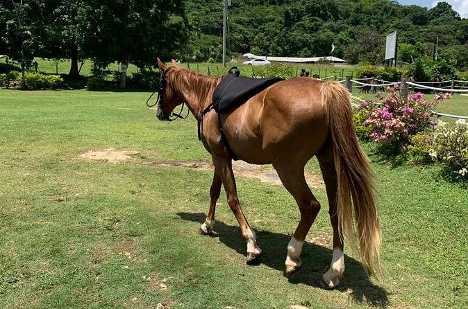 Horseback Ride, ATV and Catamaran Party Cruise from Montego Bay - Is $380 a fair price?