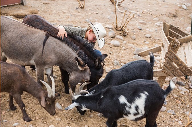 Horseback Ride near the Grand Canyon's West Rim - Views, wildlife, and the Grand Canyon connection