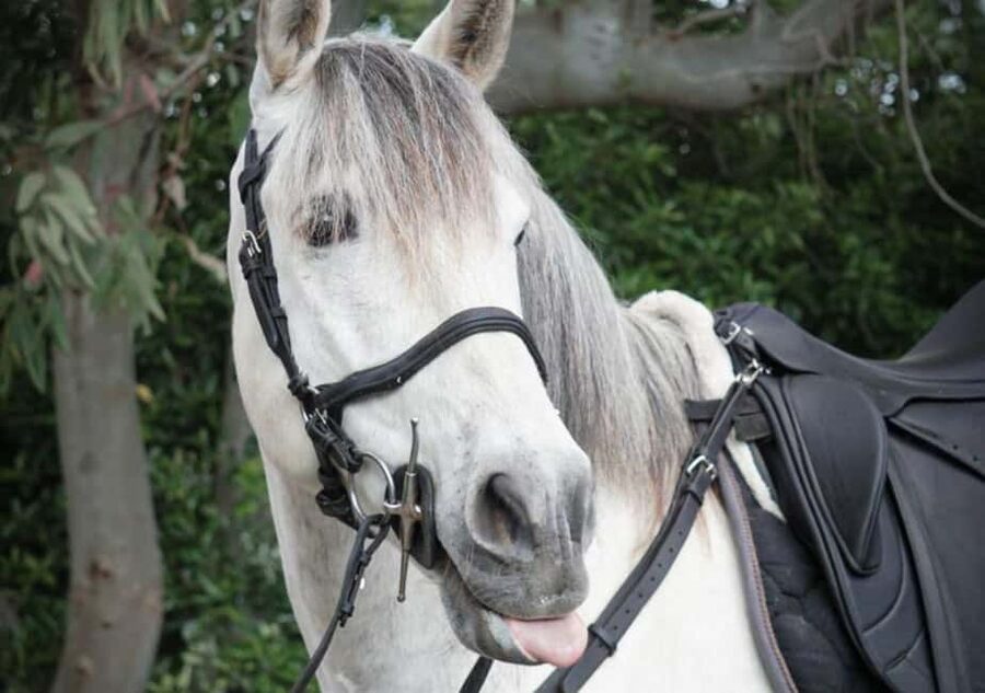 Horseback Ride on Mt. Vesuvius - Meeting in Pompeii and riding to the stables
