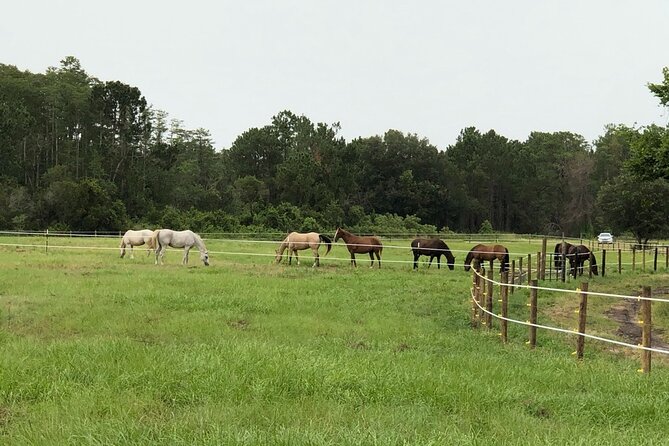 Horseback Ride on Scenic Lake Louisa Trails - Is $79 a fair price?