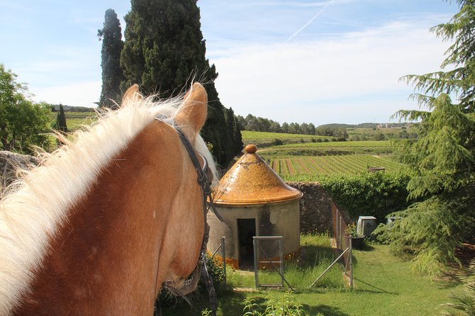 Horseback Ride, Penedes, Wine Tasting & Tapas Private Tour - Should you book the Penedes ride and wine tour?