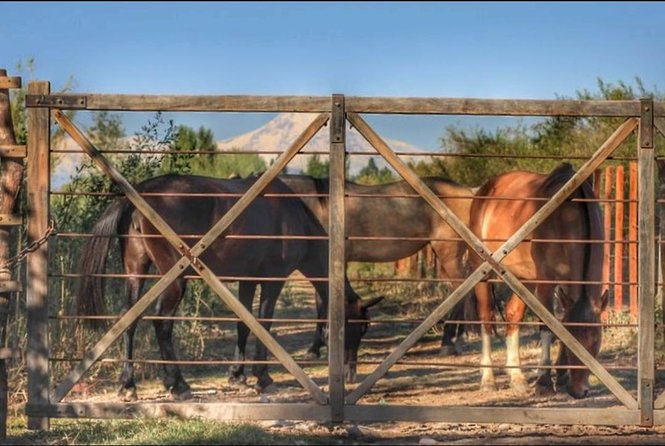 Horseback ride through vineyards followed by gourmet lunch - Leaving Mendoza for Lunlunta