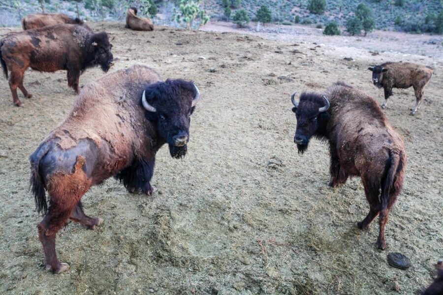 Horseback Ride thru Joshua Tree Forest with Buffalo & Lunch - Lunch with a singing cowboy