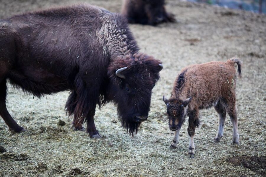 Horseback Ride thru Joshua Tree Forest with Buffalo & Lunch - The long ride from Las Vegas