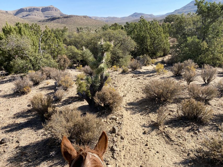 Horseback Ride thru Joshua Tree Forest with Buffalo & Lunch - Who should book this experience
