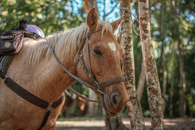 Horseback Ride to Xunantunich Maya Ruins - Key points to know before you book