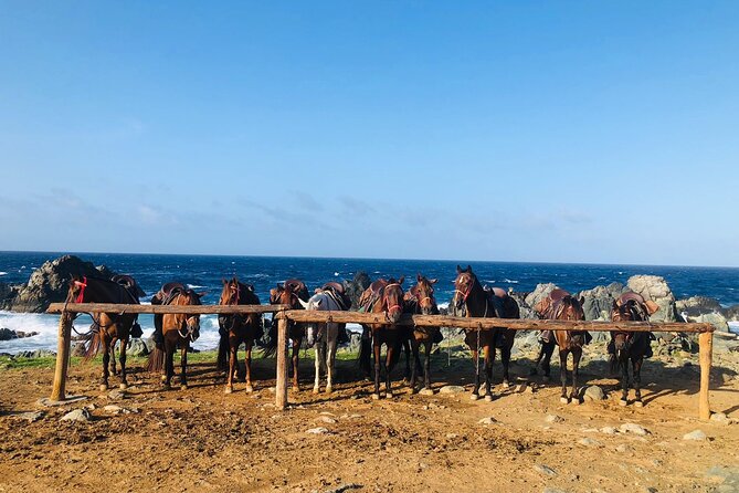 Horseback Ride Tour to Natural Pool in Arikok National Park - Who should book this ride?