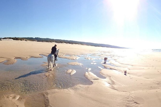 Horseback Riding, 4 Options-Mountain, Lesson Ring, Beach (2Hours) - The Fossil Cliffs and Coastal Views