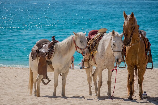 Horseback Riding Adventure to Macao Alto Beaches in Punta Cana - Hotel pickup and the trip to the ranch
