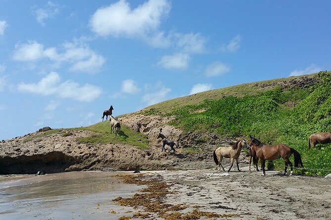 Horseback Riding Adventure Tour in St. Lucia - Meadow trails and a local town
