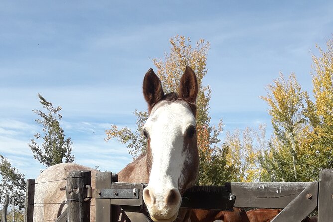Horseback riding and barbecue in a private ranch - La Carrera, Mendoza - Empanadas, wine, and a proper Argentine asado