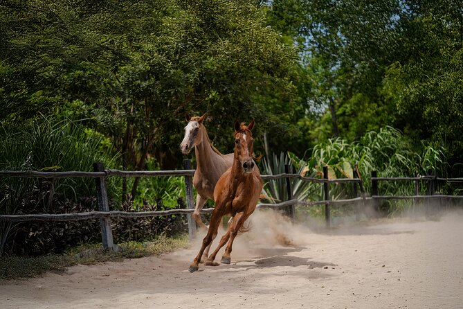Horseback Riding and Cenote Swim from Cancun or Playa del Carmen - Group size, age limits, and riding ability