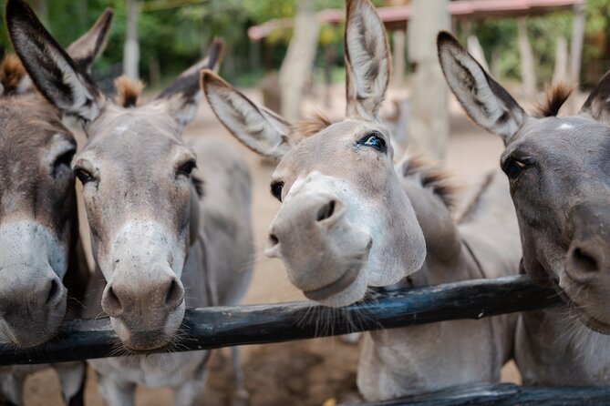 Horseback Riding and Cenote Swim from Cancun or Playa del Carmen - The drawbacks to keep in mind