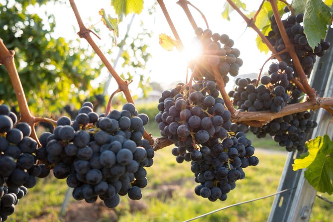Horseback riding and wine tasting - Why this Verona outing feels different